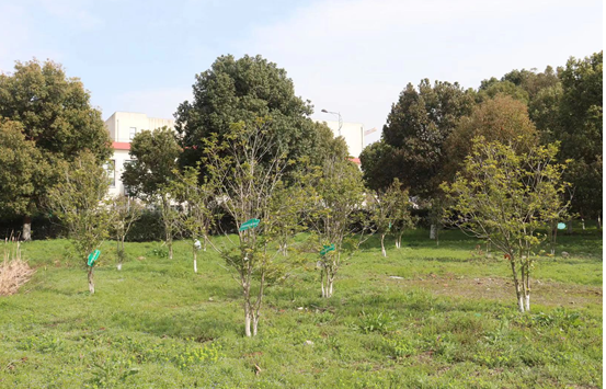 “植樹造林” 蘇州市環保產業協會在行動！