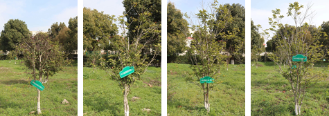 “植樹造林” 蘇州市環保產業協會在行動！